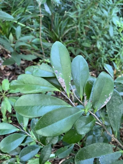 Diospyros ferrea, photographed by 呂一起(Lyu yi-chi)