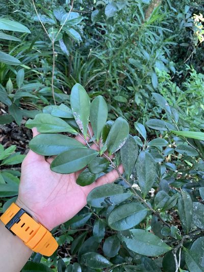Diospyros ferrea, photographed by 呂一起(Lyu yi-chi)