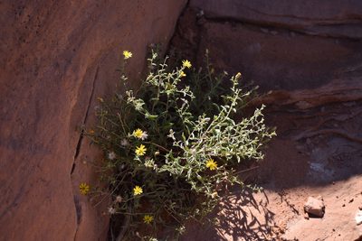 Heterotheca polothrix, photographed by Philip Stepnowski