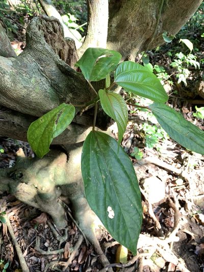 Oreocnide trinervis, photographed by 呂一起(Lyu yi-chi)