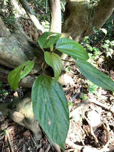 Oreocnide trinervis, photographed by 呂一起(Lyu yi-chi)