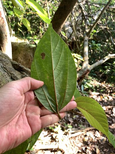 Oreocnide trinervis, photographed by 呂一起(Lyu yi-chi)