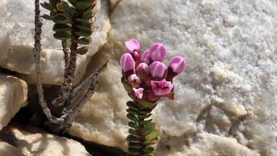 Penaea petraea, photographed by djsc0