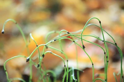 Equisetum scirpoides, photographed by brett stevens