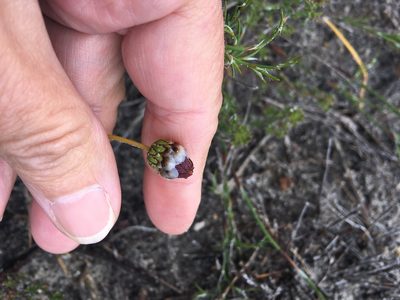 Ursinia dentata, photographed by Charleen Brunke