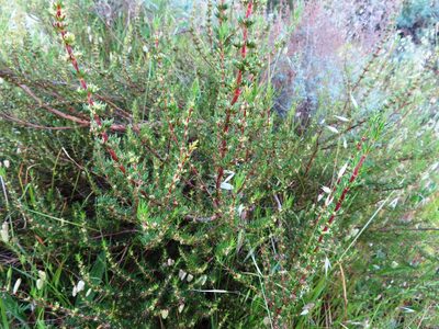 Anthospermum aethiopicum, photographed by linkie