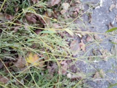 Atriplex patula, photographed by Vladimír Fuka