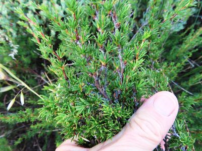 Cliffortia juniperina, photographed by linkie