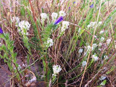 Dischisma ciliatum, photographed by linkie