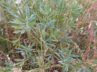Lupinus luteus, photographed by linkie
