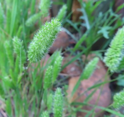 Rostraria cristata, photographed by linkie
