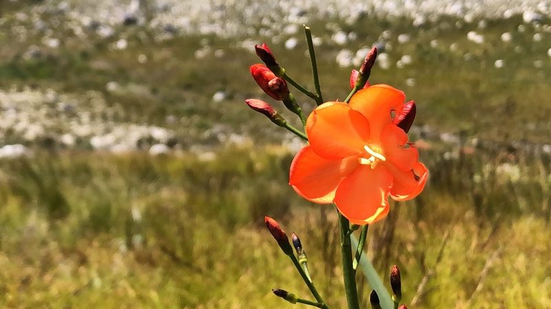 Pillansia templemannii, photographed by djsc0