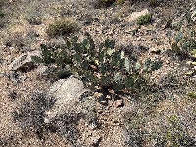 Opuntia camanchica, photographed by CK2AZ