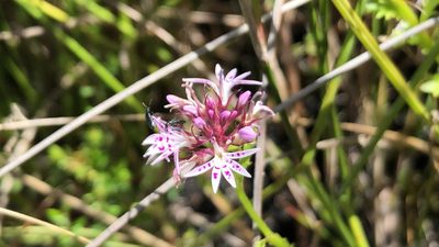 Lobelia jasionoides, photographed by djsc0