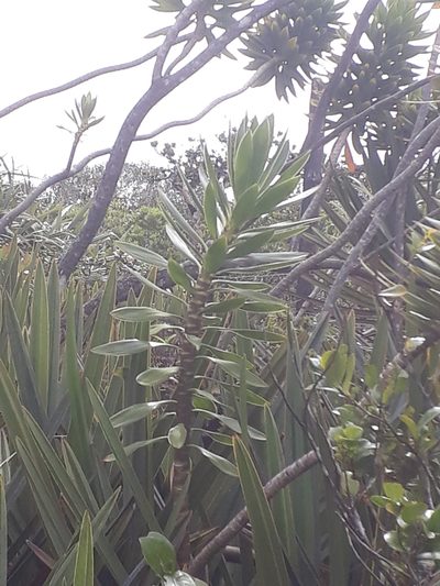 Dracaena reflexa, photographed by Ben