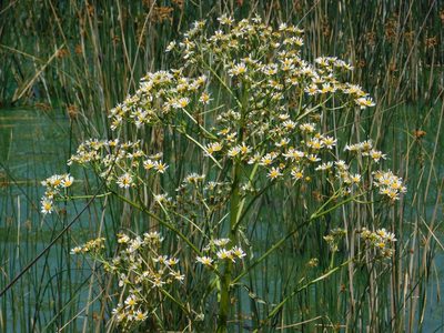 Senecio bonariensis, photographed by Pablo Bombín
