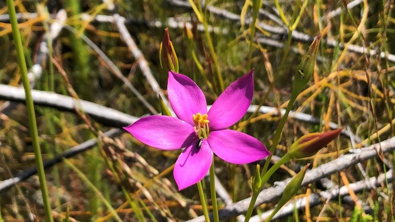 Chironia jasminoides, photographed by djsc0