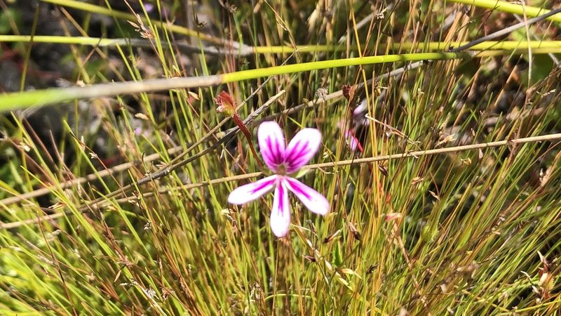 Pelargonium pseudosetulosum, photographed by djsc0