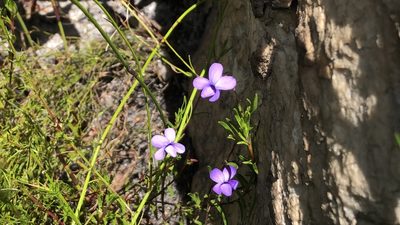 Viola decumbens, photographed by djsc0