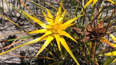 Ficinia radiata, photographed by djsc0