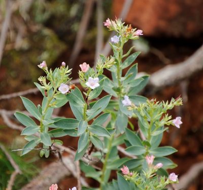 Lobostemon glaucophyllus, photographed by Tony Rebelo