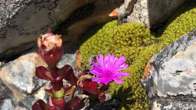 Erepsia inclaudens, photographed by djsc0