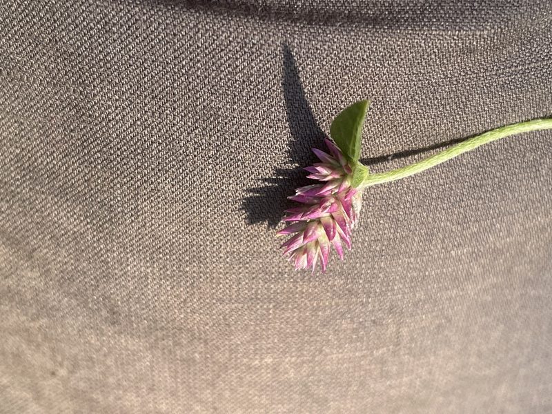 Gomphrena sonorae, photographed by Jim Riley