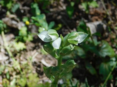 Chloraea membranacea, photographed by Pablo Bombín