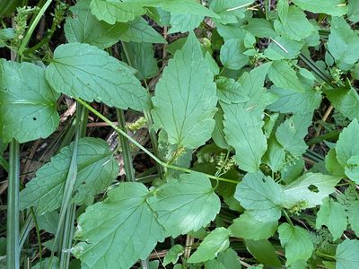 Scutellaria lateriflora, photographed by Erin Springinotic