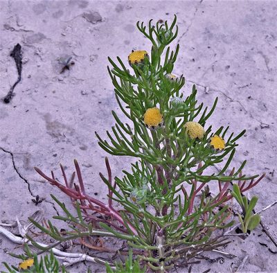 Hymenoxys anthemoides, photographed by Hugo Hulsberg