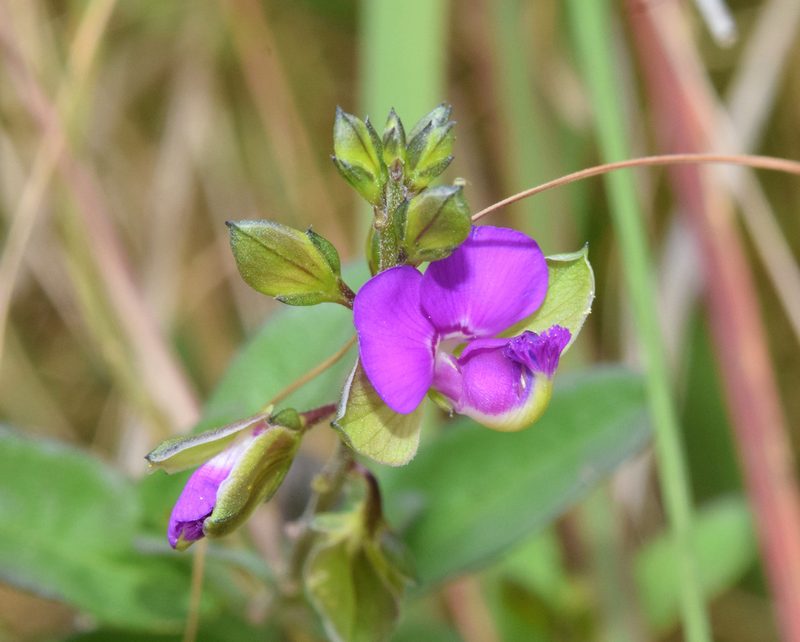 Polygala serpentaria, photographed by Sunčana Bradley