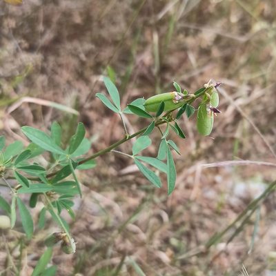 Crotalaria pumila, photographed by Juan Carlos Fonseca Mata