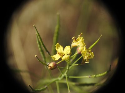 Brassica fruticulosa, photographed by Yves Bas