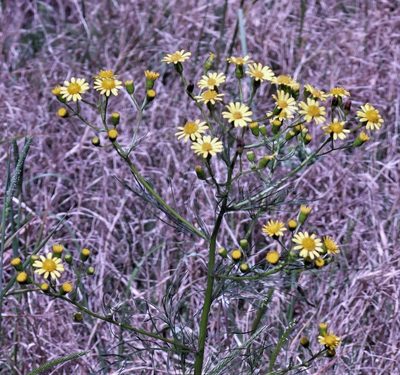 Senecio pampeanus, photographed by Hugo Hulsberg