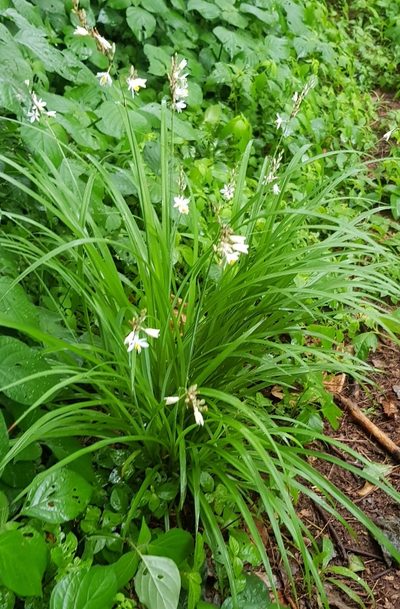 Chlorophytum saundersiae, photographed by Margaret Burger