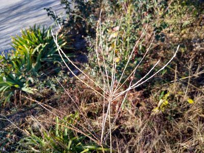 Digitaria sanguinalis, photographed by Anna Petrosyan