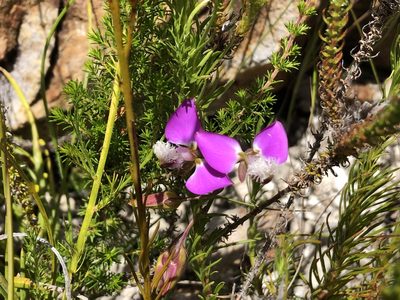 Polygala bracteolata, photographed by djsc0