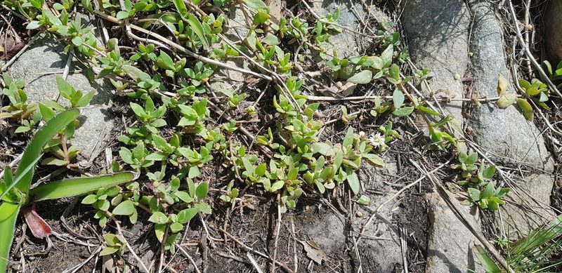 Delosperma tradescantioides, photographed by Suvarna Parbhoo Mohan