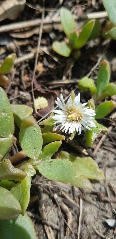 Delosperma tradescantioides, photographed by Suvarna Parbhoo Mohan