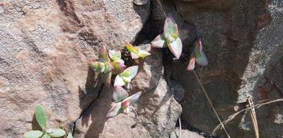 Crassula perforata, photographed by Suvarna Parbhoo Mohan