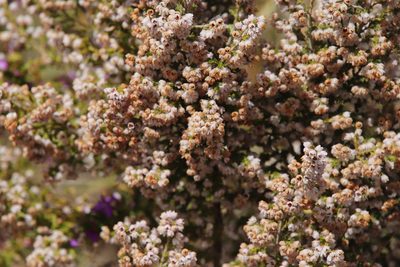 Erica mauritanica, photographed by Tony Rebelo
