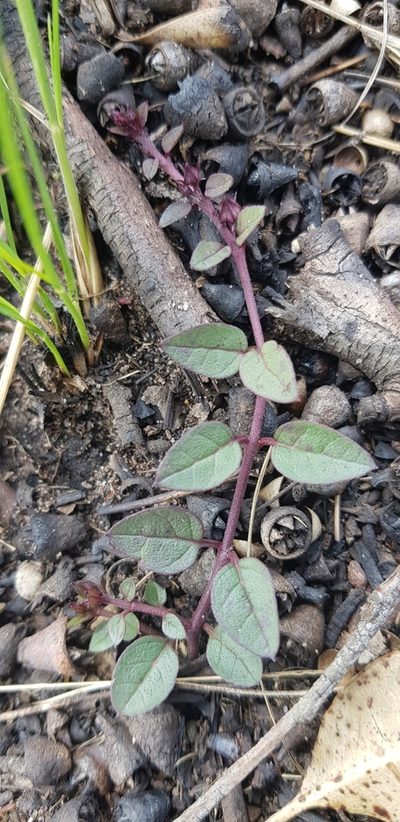 Ceropegia pulchellior, photographed by Suvarna Parbhoo Mohan