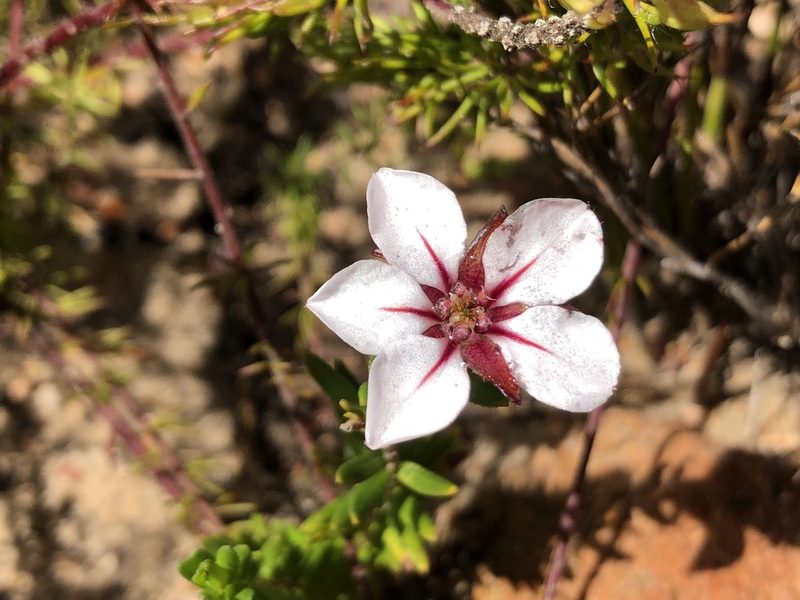 Adenandra uniflora, photographed by djsc0