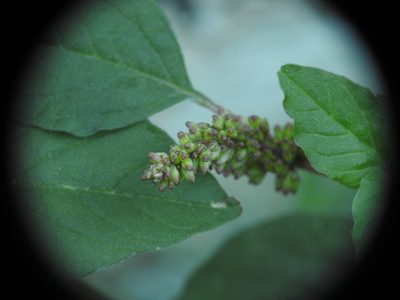Amaranthus deflexus, photographed by Yves Bas