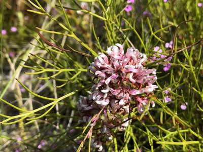 Serruria rubricaulis, photographed by djsc0
