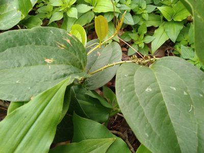 Smilax anceps, photographed by Rosemary Harrison