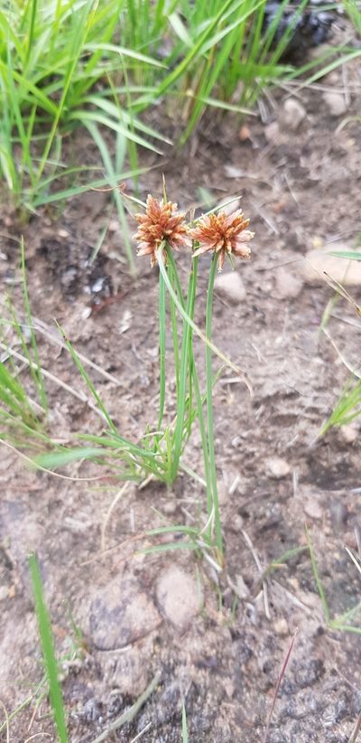 Cyperus rupestris, photographed by Suvarna Parbhoo Mohan