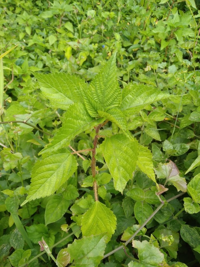 Laportea peduncularis, photographed by Rosemary Harrison