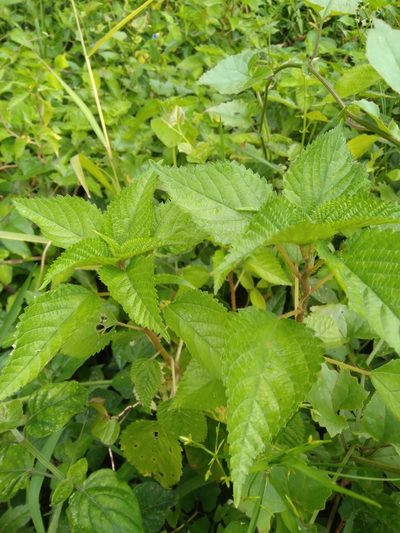 Laportea peduncularis, photographed by Rosemary Harrison