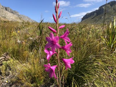 Watsonia borbonica, photographed by djsc0